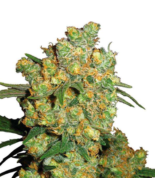marihuana big bud